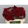Germ. Aqua Black Tie X80