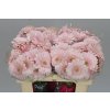 Germ. Aqua Bridal Kimsey X80