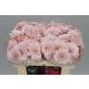 Germ. Aqua Bridal Kimsey X80