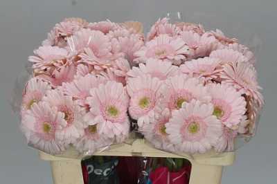 Germ. Aqua Bridal Kimsey X80