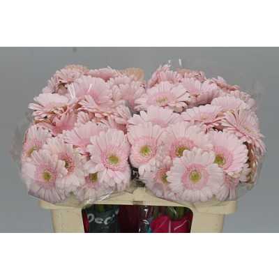 Germ. Aqua Bridal Kimsey X80