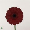 Germ. Aqua Overig Burgundy X80