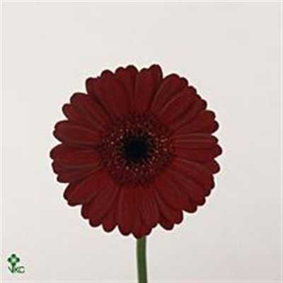 Germ. Aqua Overig Burgundy X80