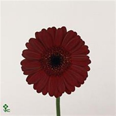 Germ. Aqua Overig Burgundy X80