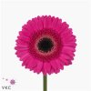 Germ. Aqua Overig Cerise + Black X80