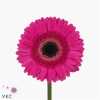 Germ. Aqua Overig Cerise + Black X80