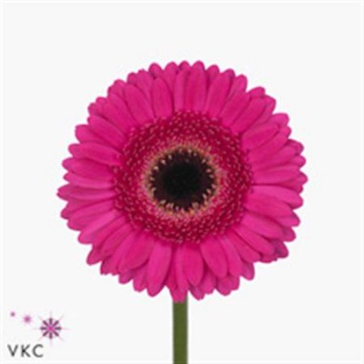 Germ. Aqua Overig Cerise + Black X80