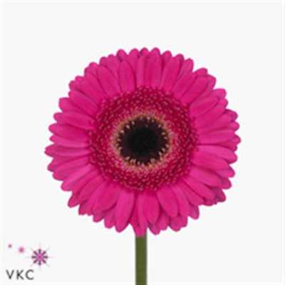 Germ. Aqua Overig Cerise + Black X80