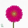 Germ. Aqua Overig Cerise X80