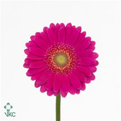 Germ. Aqua Overig Cerise X80