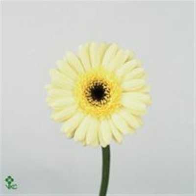 Germ. Aqua Overig Creme X80
