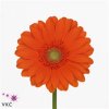 Germ. Aqua Overig Orange X80