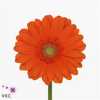 Germ. Aqua Overig Orange X80