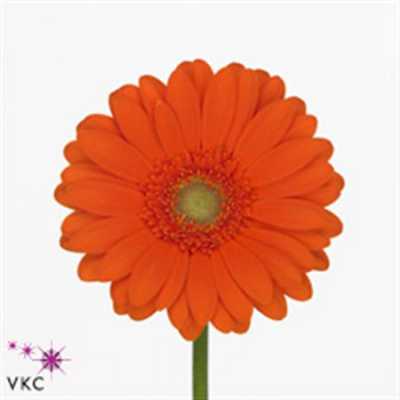 Germ. Aqua Overig Orange X80