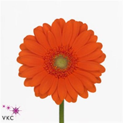 Germ. Aqua Overig Orange X80