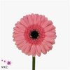 Germ. Aqua Overig Pink + Black Eye X80