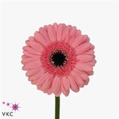 Germ. Aqua Overig Pink + Black Eye X80