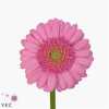 Germ. Aqua Overig Pink X80
