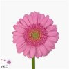 Germ. Aqua Overig Pink X80