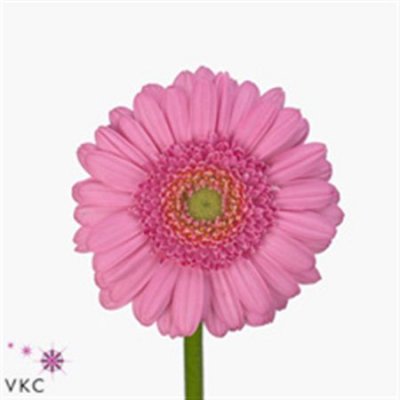 Germ. Aqua Overig Pink X80