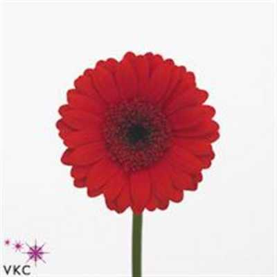 Germ. Aqua Overig Red + Black Eye X80