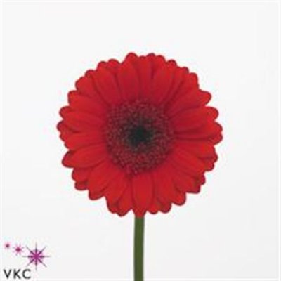 Germ. Aqua Overig Red + Black Eye X80