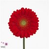 Germ. Aqua Overig Red X80