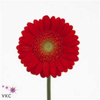 Germ. Aqua Overig Red X80