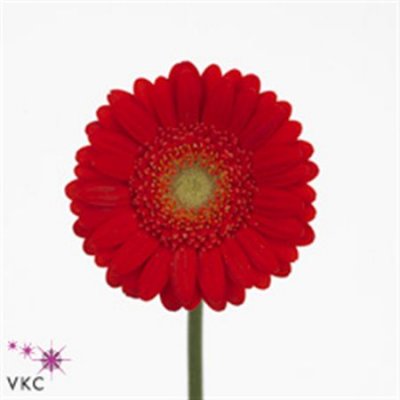 Germ. Aqua Overig Red X80