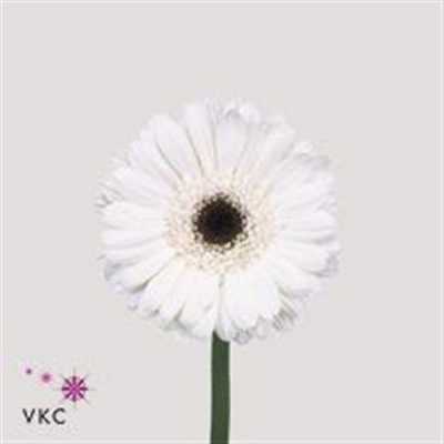 Germ. Aqua Overig White + Black Eye X80