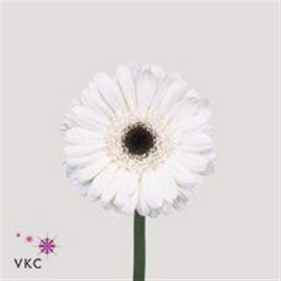 Germ. Aqua Overig White + Black Eye X80