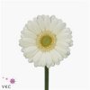 Germ. Aqua Overig White X80