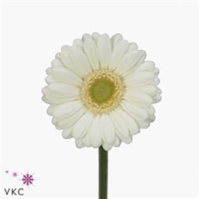 Germ. Aqua Overig White X80