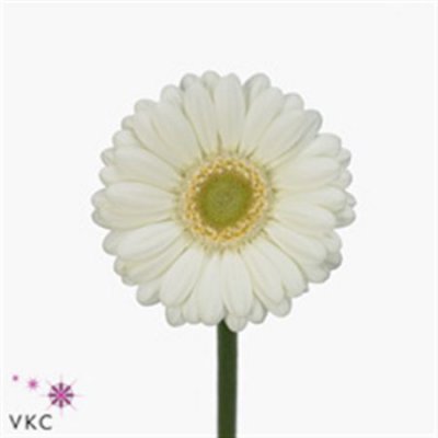 Germ. Aqua Overig White X80