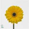 Germ. Aqua Overig Yellow+ Eye X80