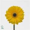 Germ. Aqua Overig Yellow+ Eye X80
