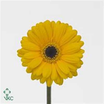 Germ. Aqua Overig Yellow+ Eye X80
