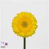 Germ. Aqua Overig Yellow X80