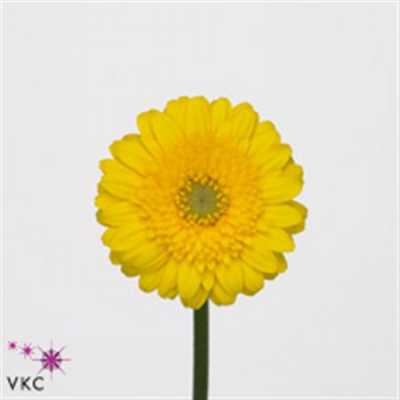 Germ. Aqua Overig Yellow X80