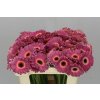 Germ. Aqua Purple Wonder X80
