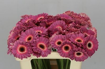 Germ. Aqua Purple Wonder X80