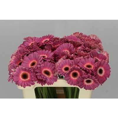 Germ. Aqua Purple Wonder X80