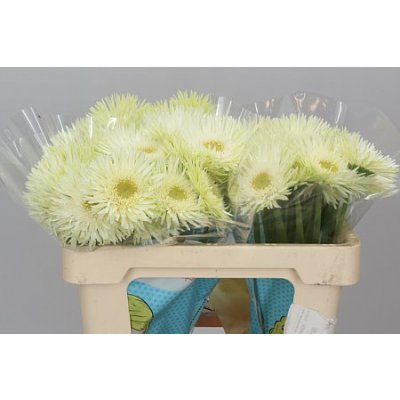 Germ. Aqua Spider Blincker X60