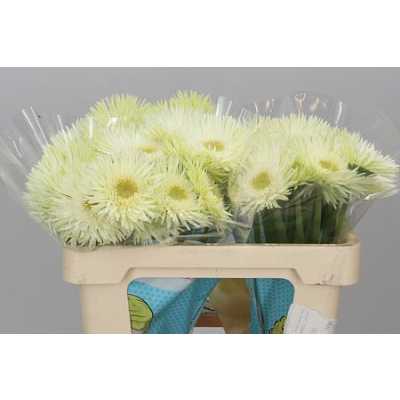 Germ. Aqua Spider Blincker X60
