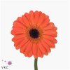Germ Evelien