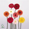 Germ Mixed Red