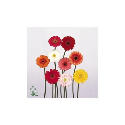 Germ Mixed Red