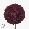 Germ Pomponi Black Pearl