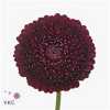 Germ Pomponi Black Pearl