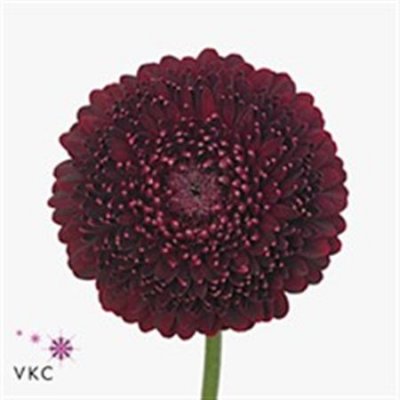 Germ Pomponi Black Pearl
